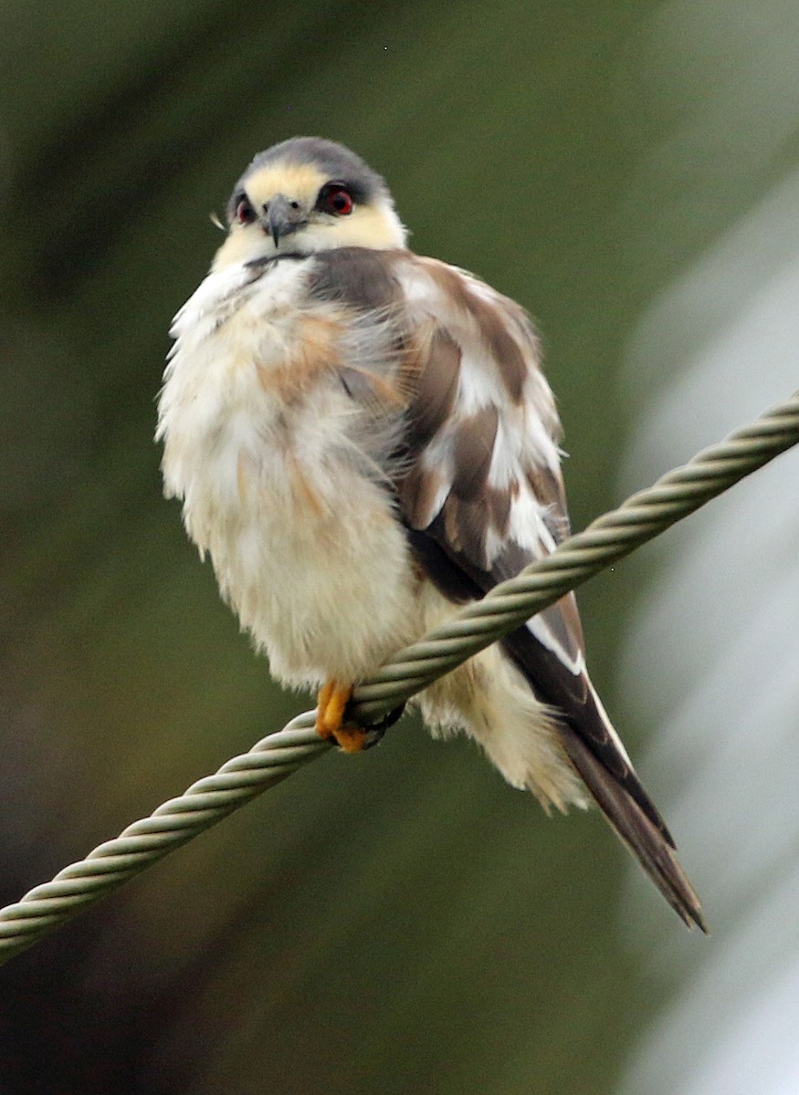 Pearl Kite - ML647045708