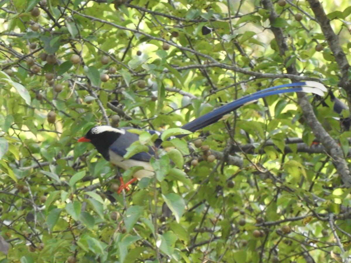 Red-billed Blue-Magpie - ML647045709