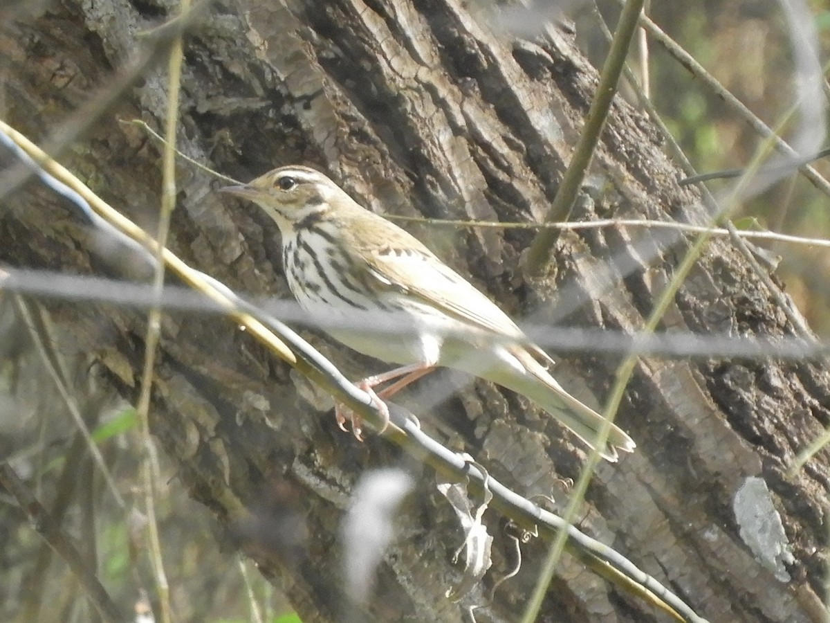 Olive-backed Pipit - ML647045719