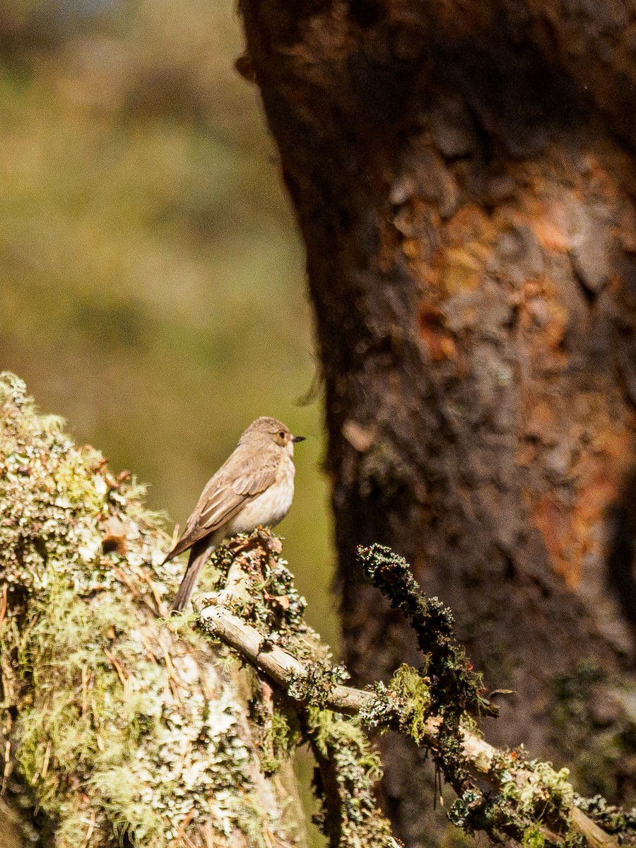 Spotted Flycatcher - ML647045735