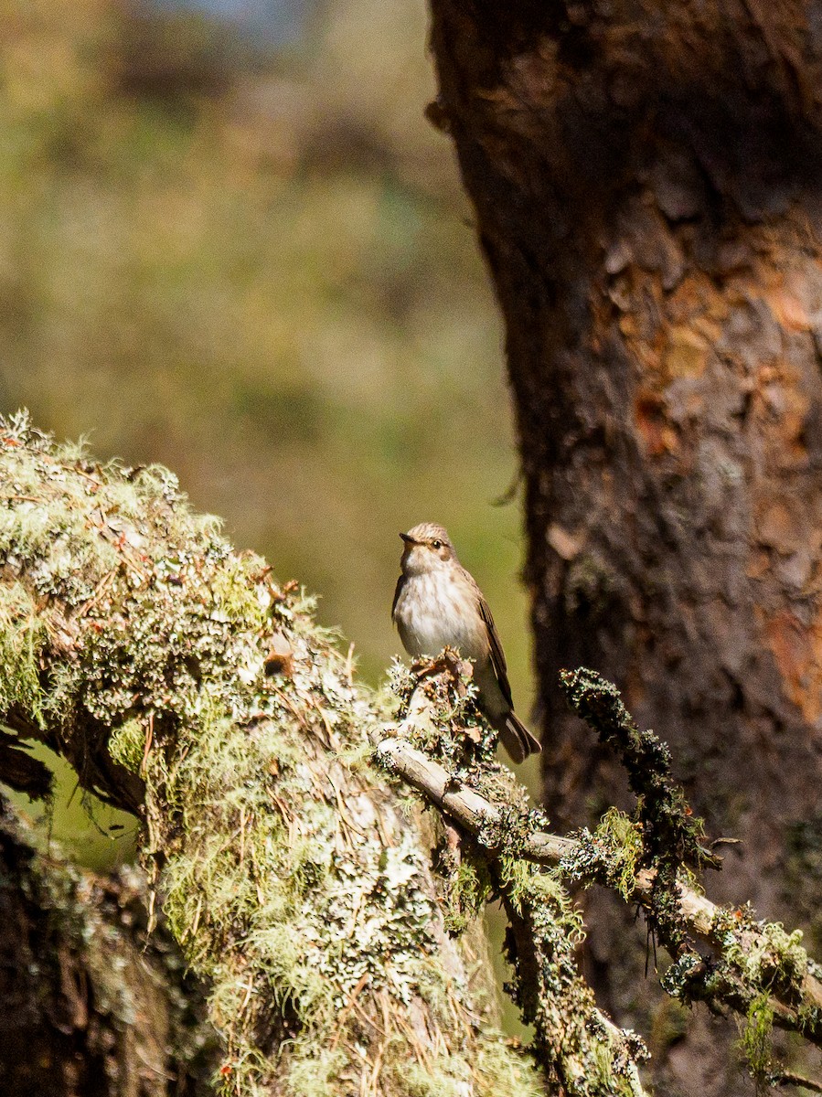 Spotted Flycatcher - ML647045738