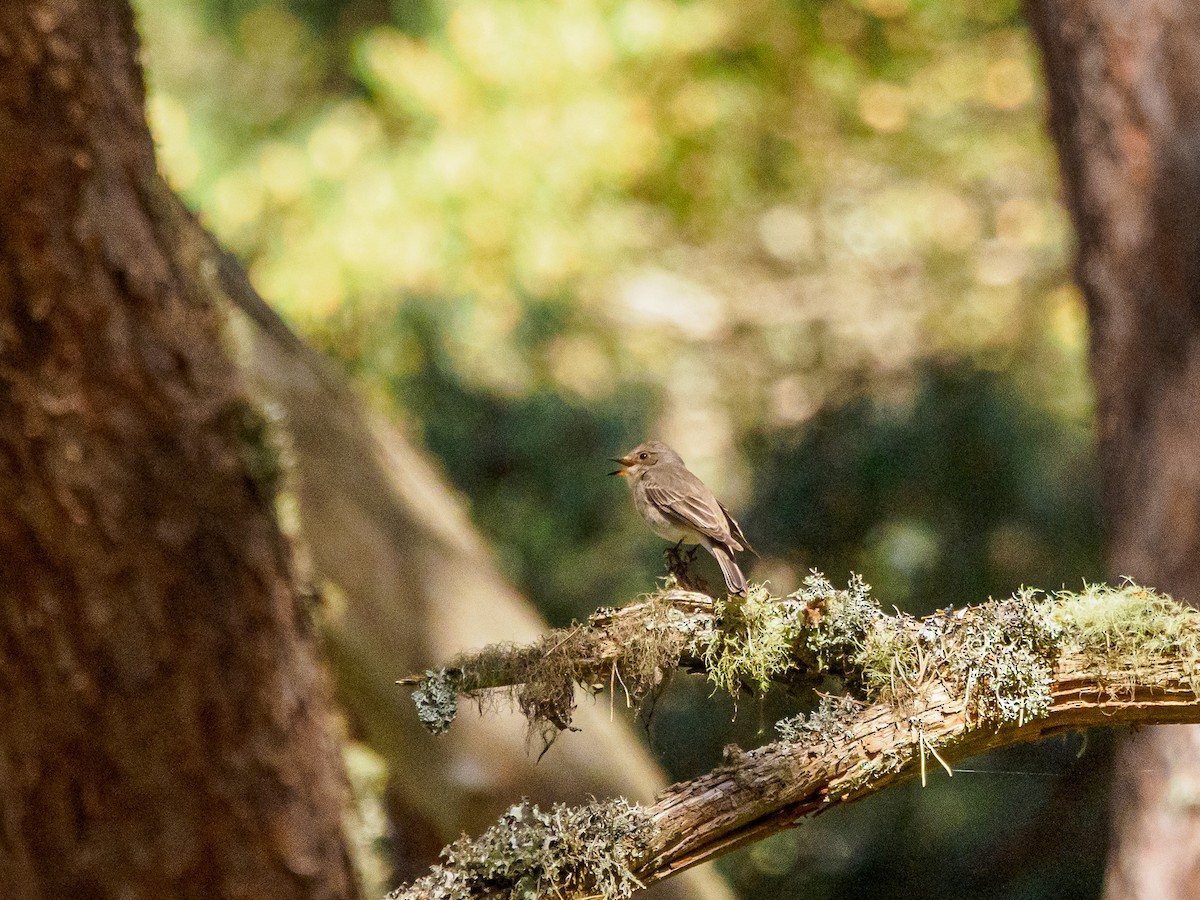 Spotted Flycatcher - ML647045739