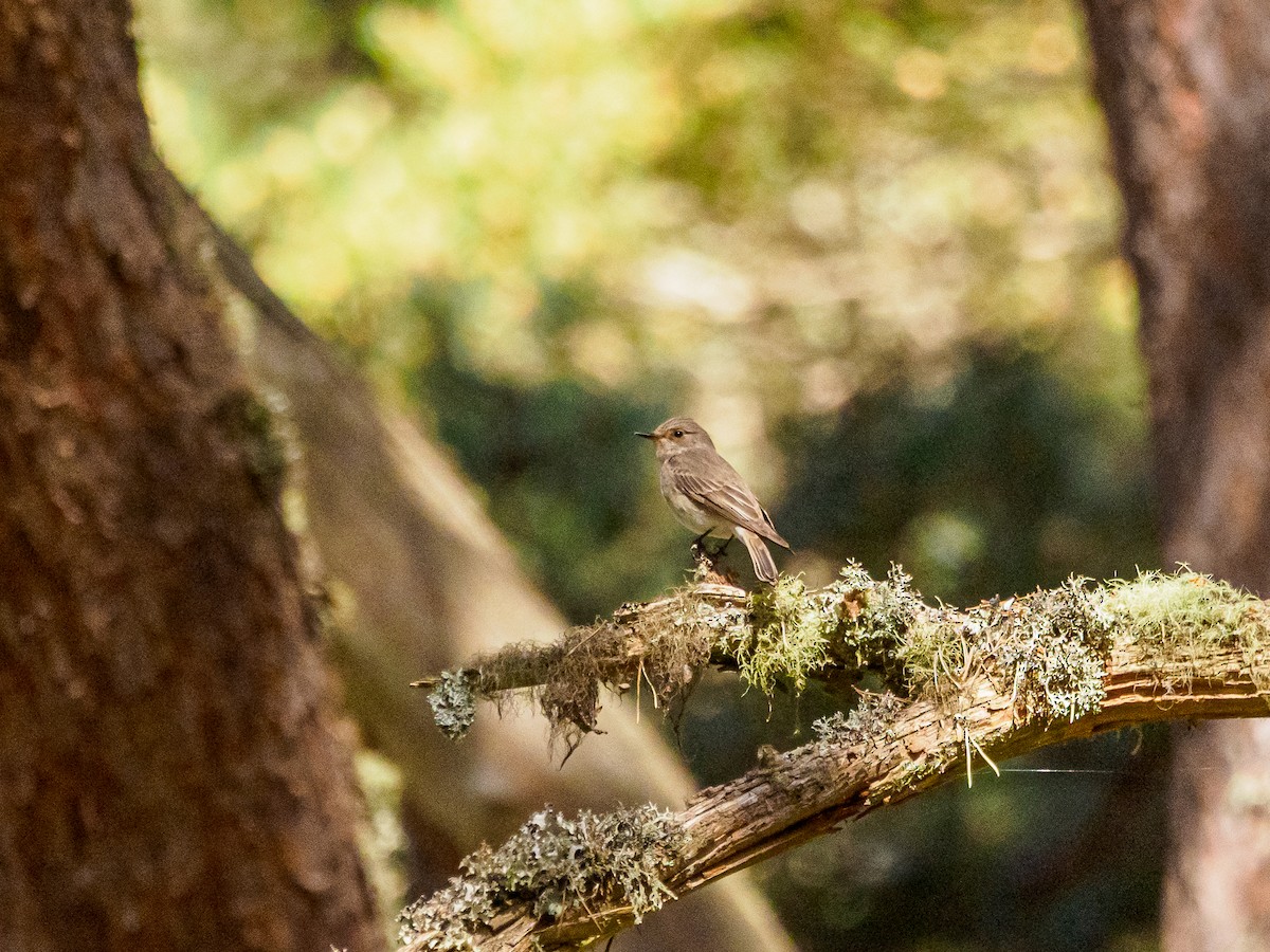 Spotted Flycatcher - ML647045740