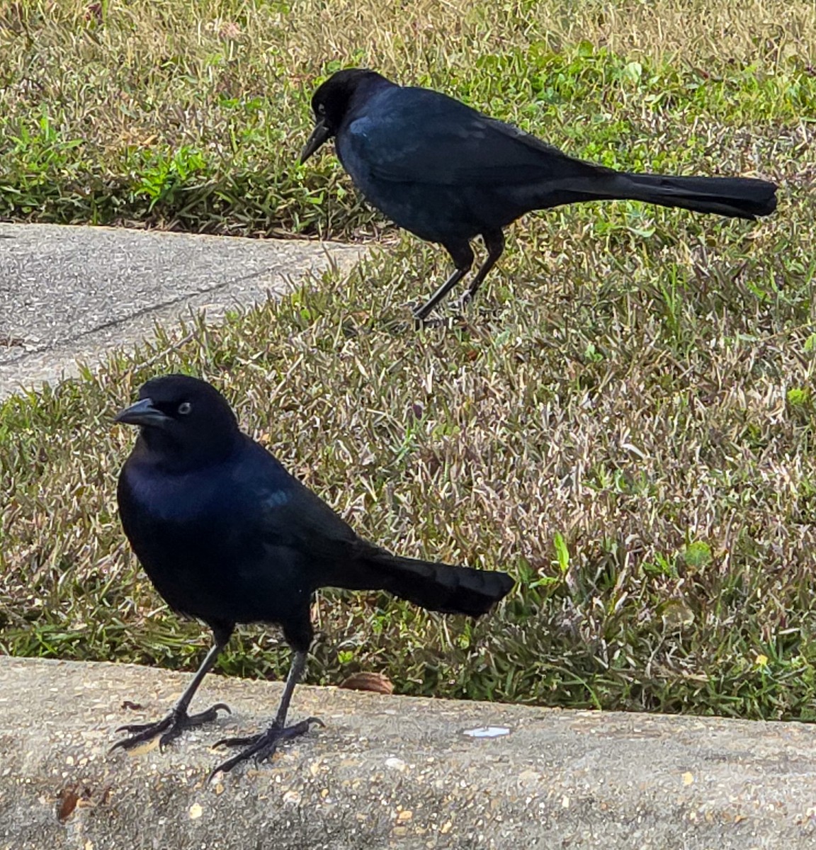 Boat-tailed Grackle - ML647045742