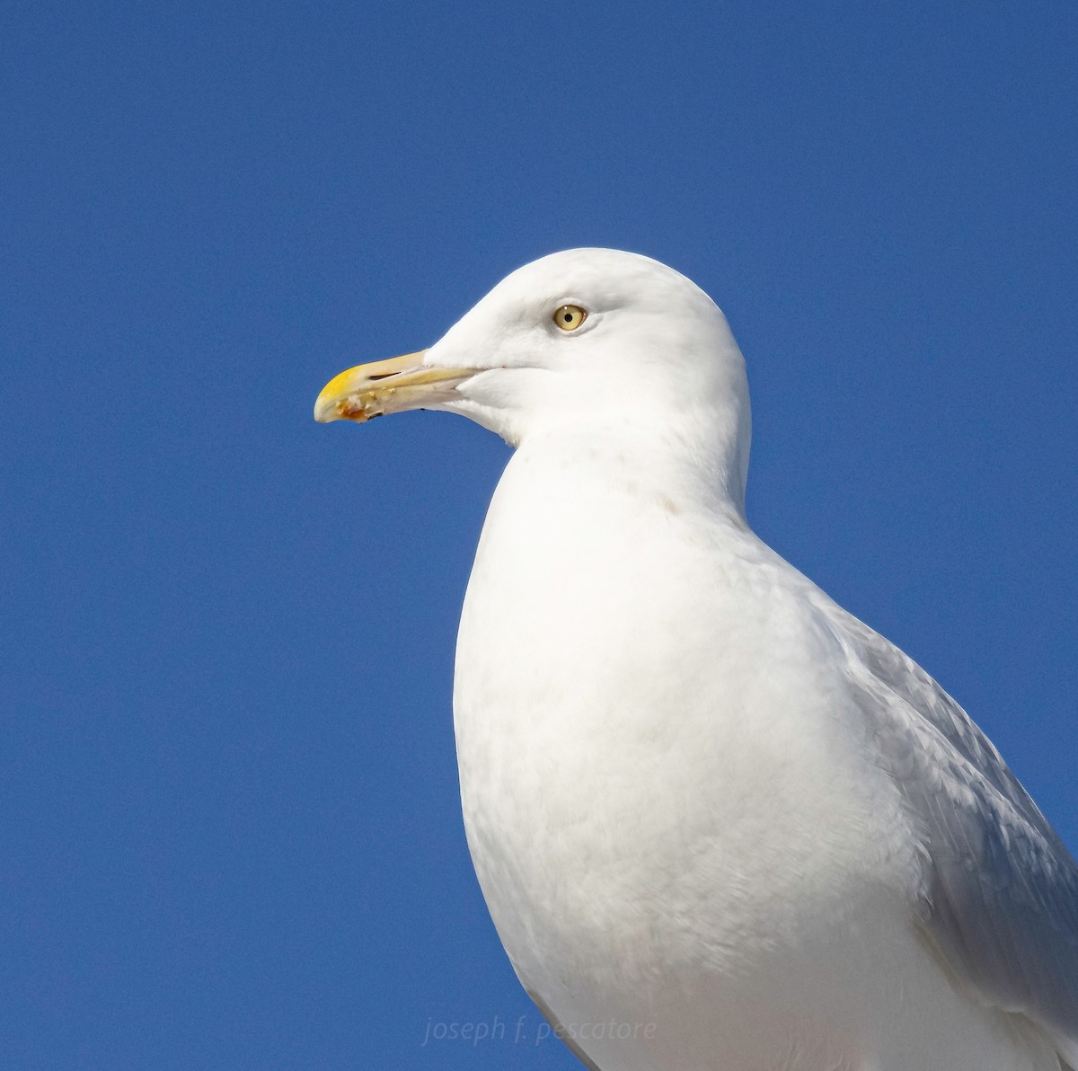 Glaucous Gull - ML647045747