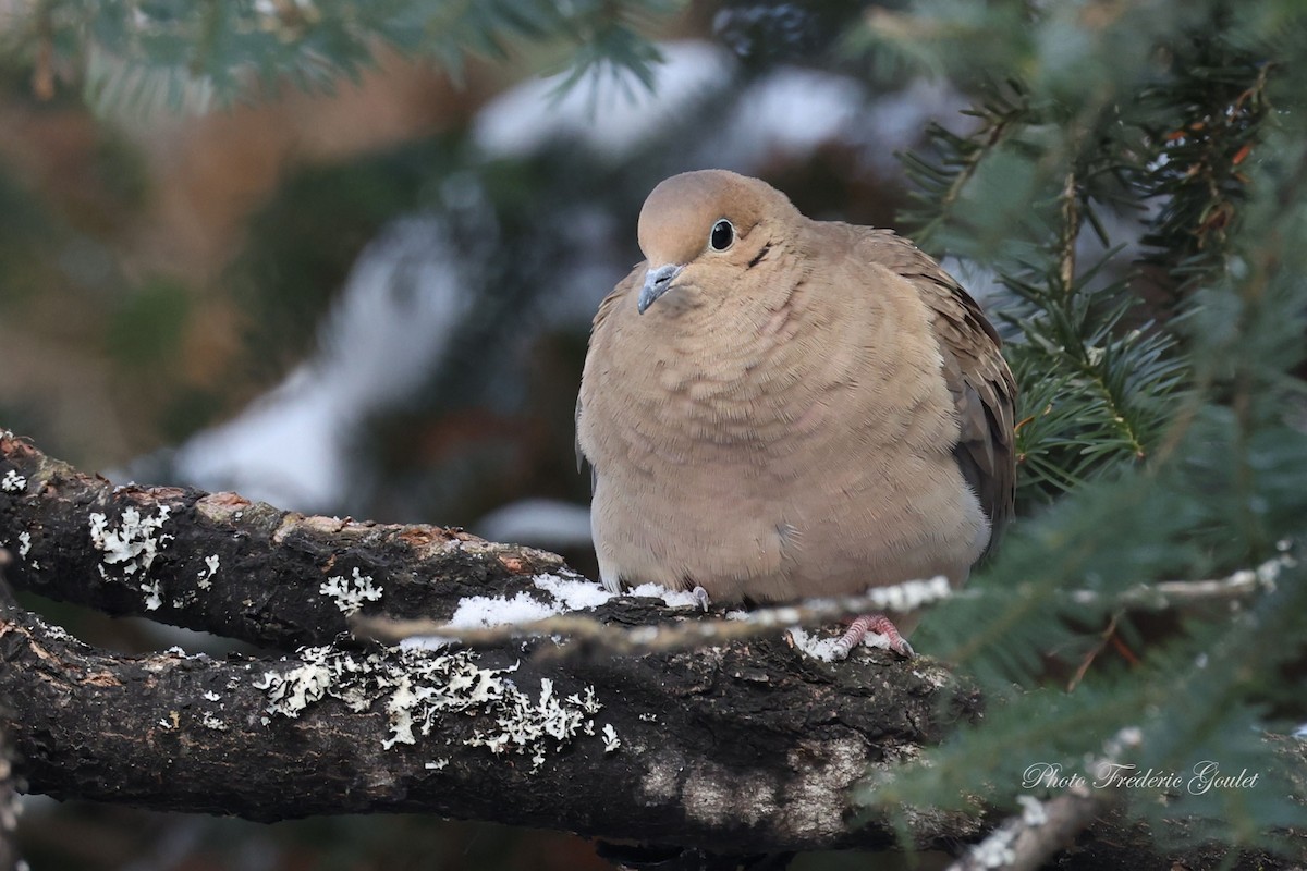 Mourning Dove - ML647045754