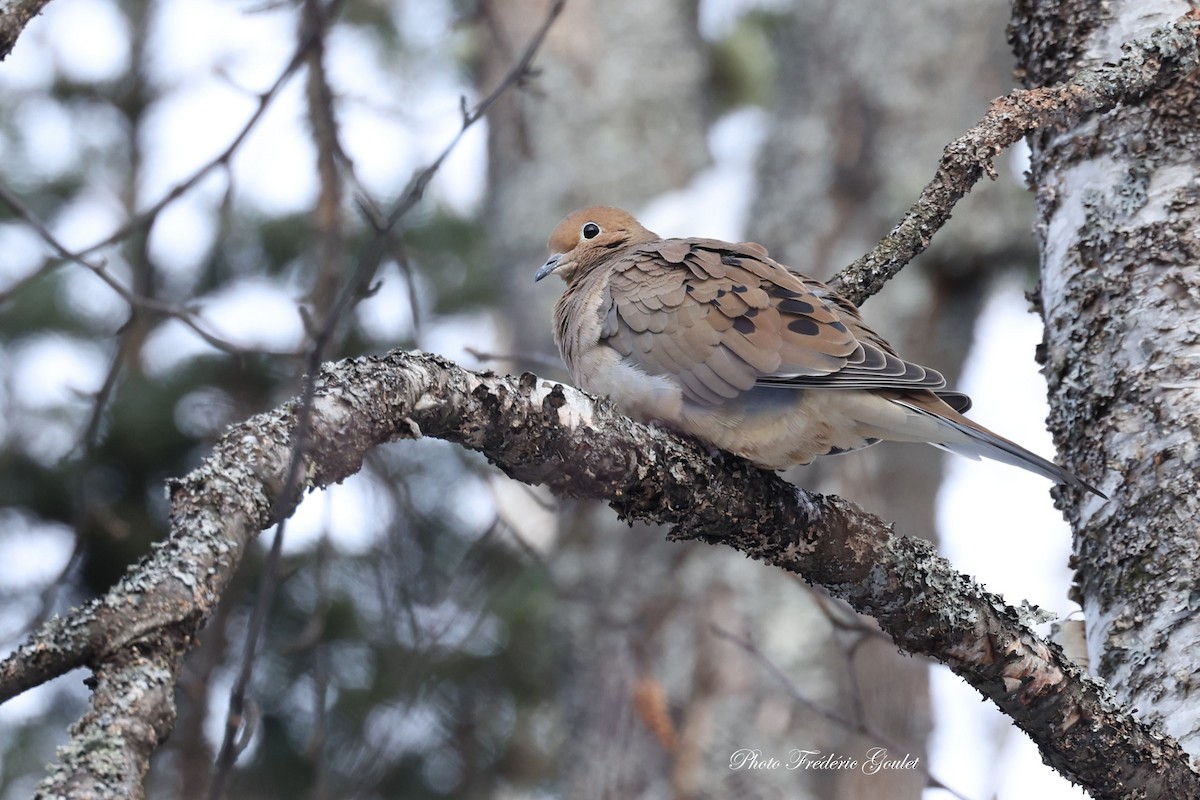 Mourning Dove - ML647045755