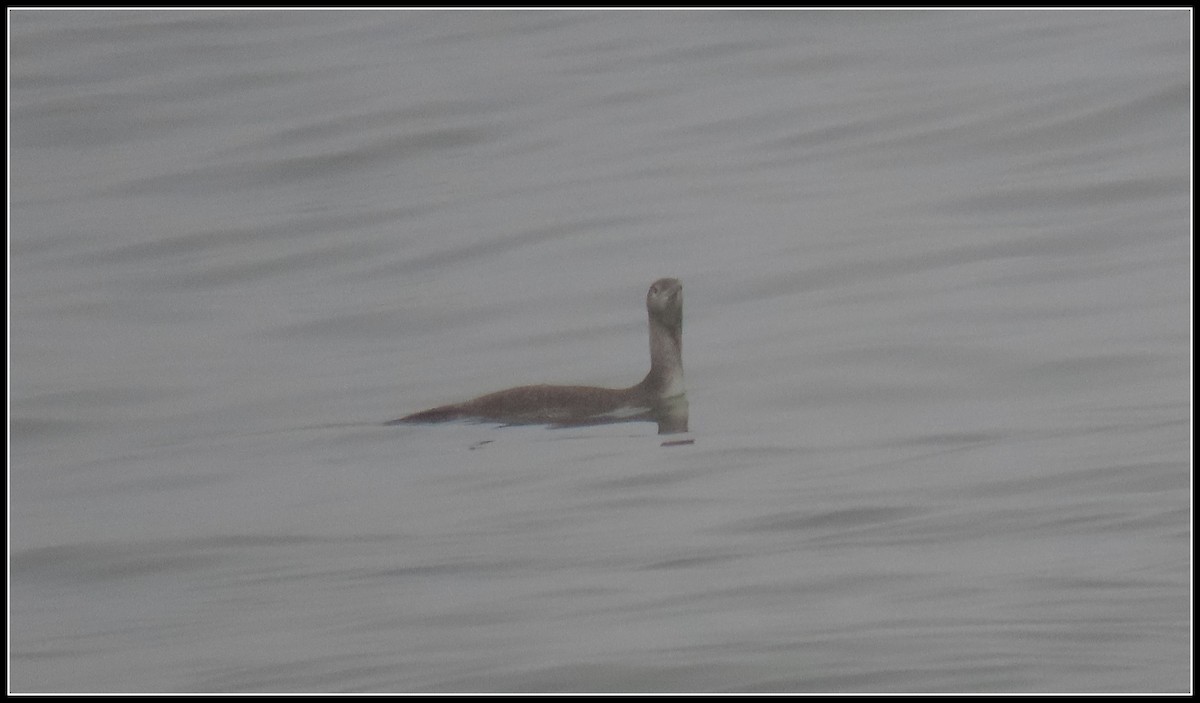 Red-throated Loon - ML647045757