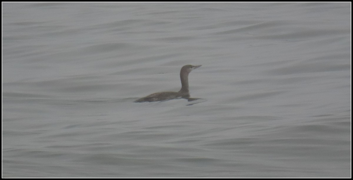 Red-throated Loon - ML647045758