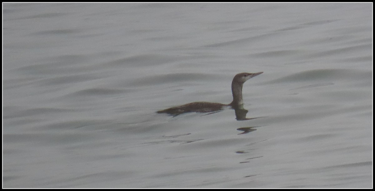 Red-throated Loon - ML647045760