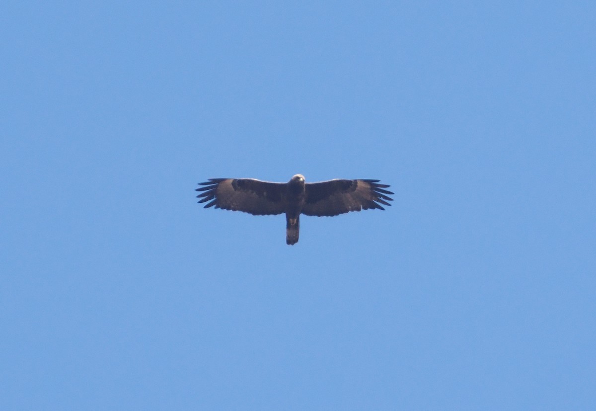 Wahlberg's Eagle - ML647045762