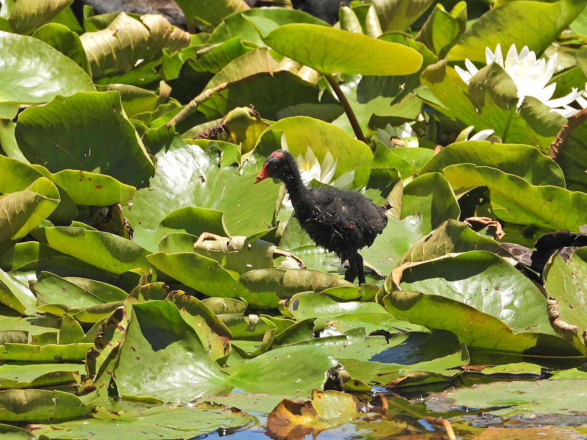 Dusky Moorhen - ML647045766