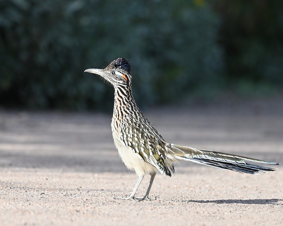 Greater Roadrunner - ML647045767
