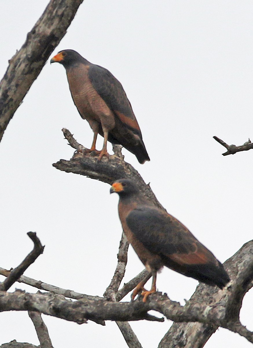 Rufous Crab Hawk - ML647045769