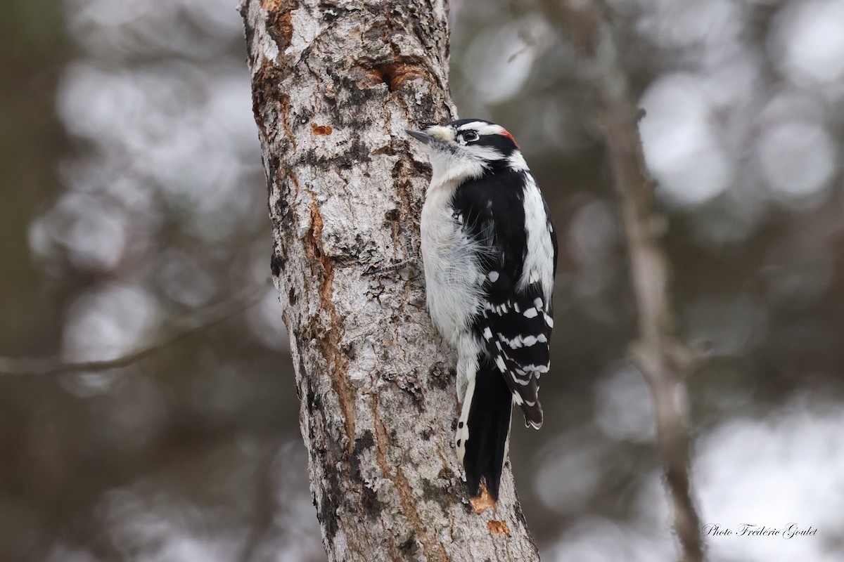 Downy Woodpecker - ML647045770