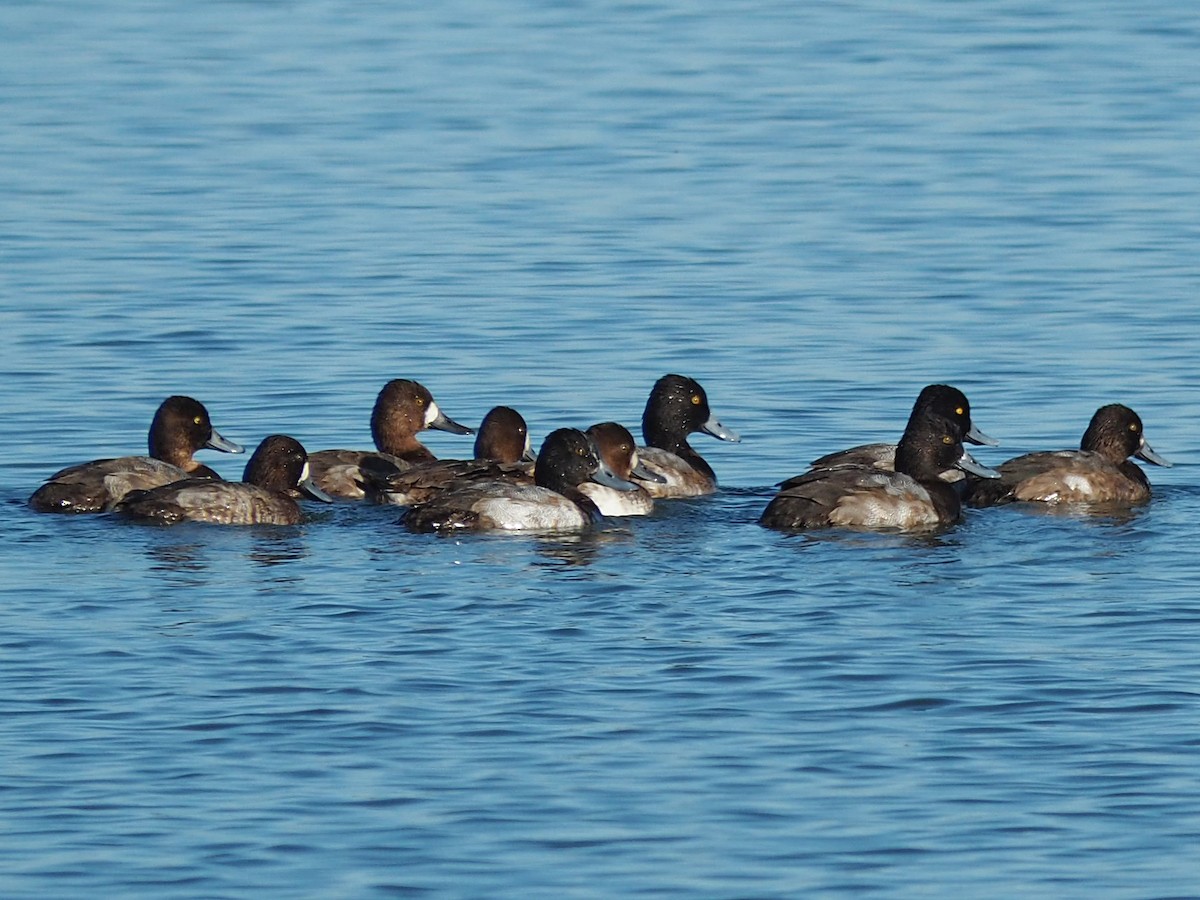 Lesser Scaup - ML647045771