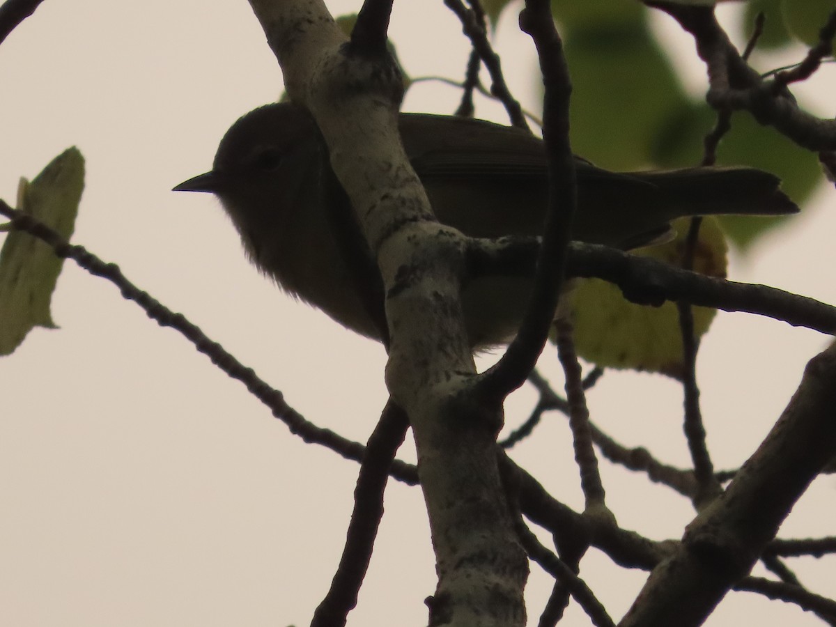 Orange-crowned Warbler - ML647045772