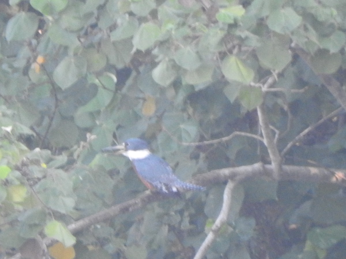 Ringed Kingfisher - ML647045773