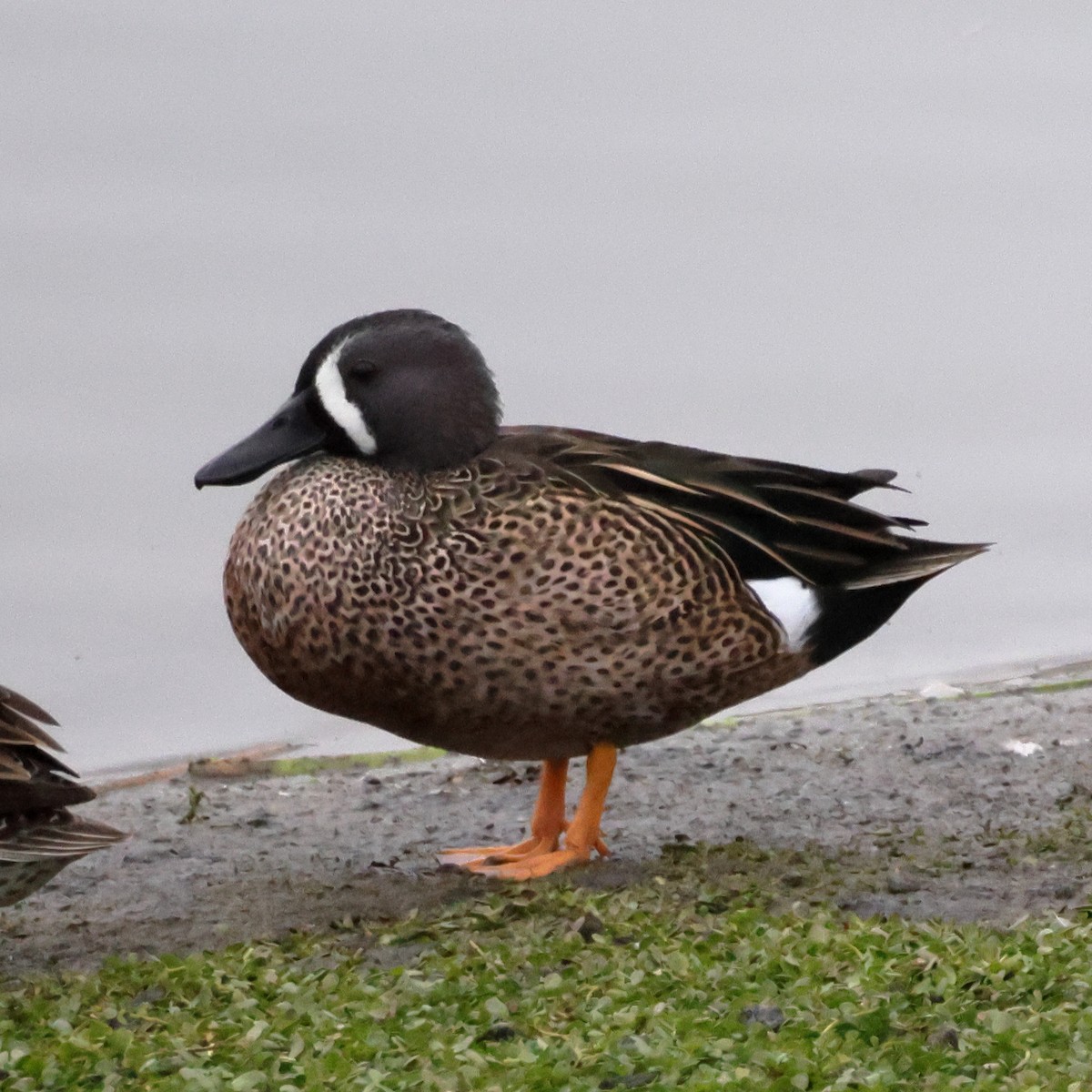 Blue-winged Teal - ML647045774