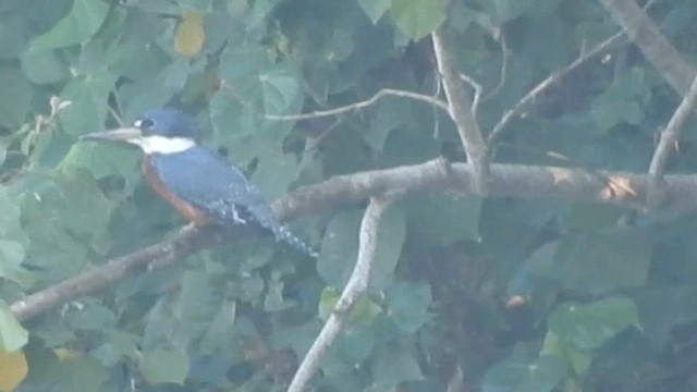 Ringed Kingfisher - ML647045775