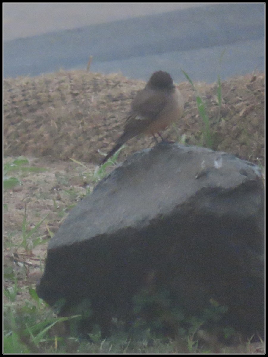 Say's Phoebe - ML647045776