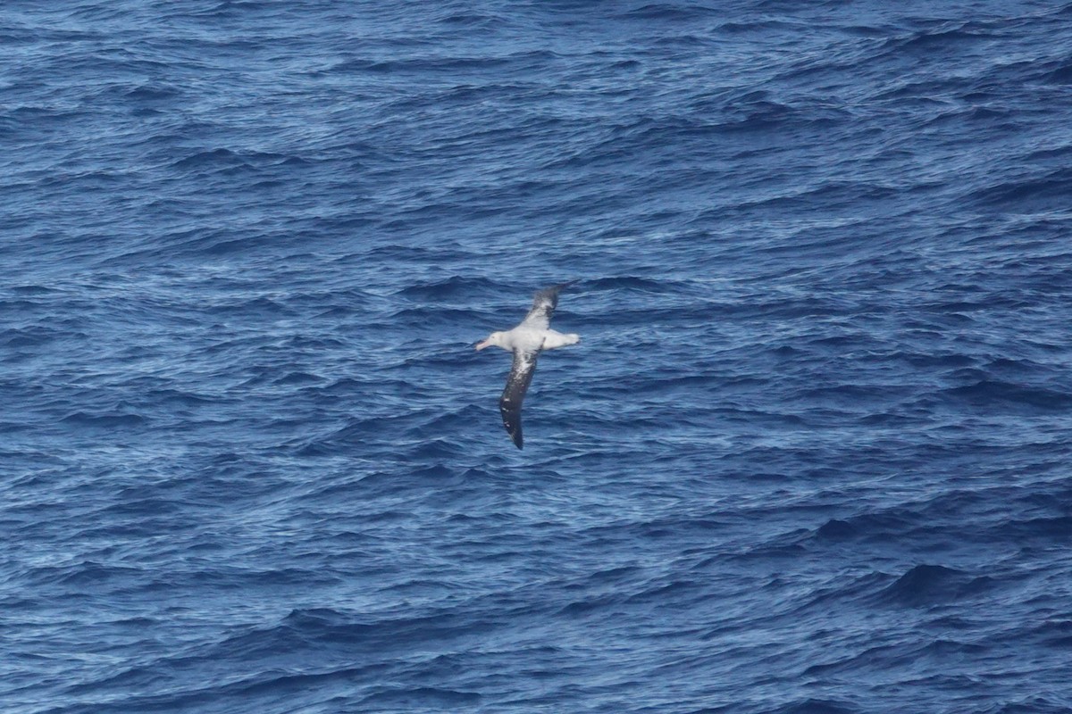 large albatross sp. - ML647045777