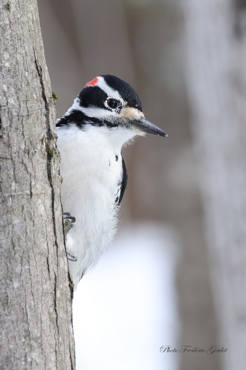 Hairy Woodpecker - ML647045778