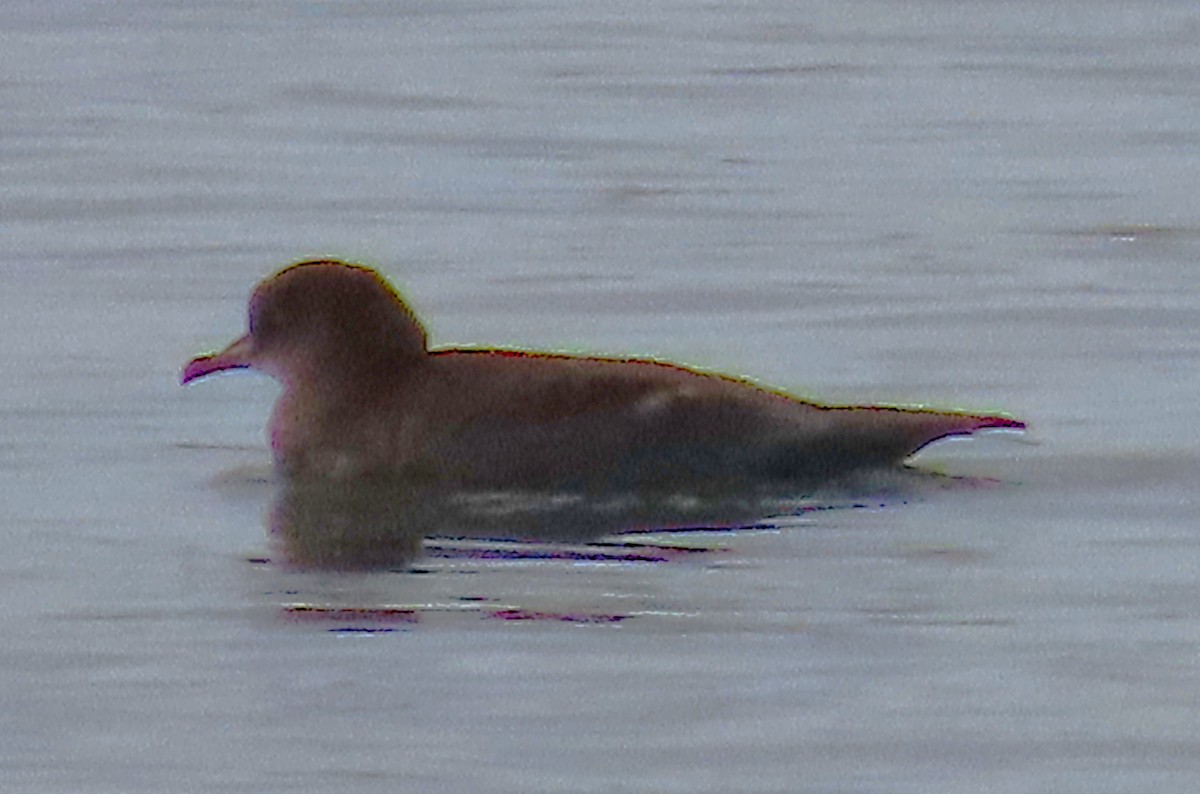 buřňák tenkozobý - ML647045779