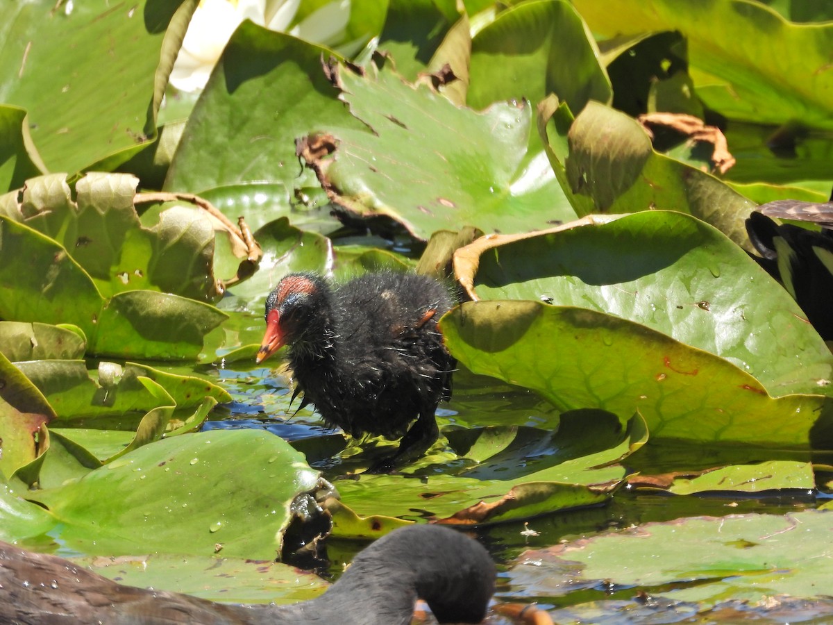 Dusky Moorhen - ML647045780