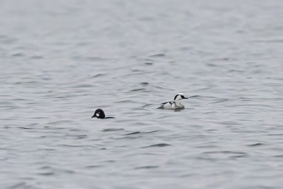 Smew - ML647045781