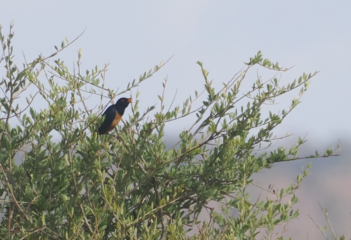 Hildebrandt's Starling - ML647045782