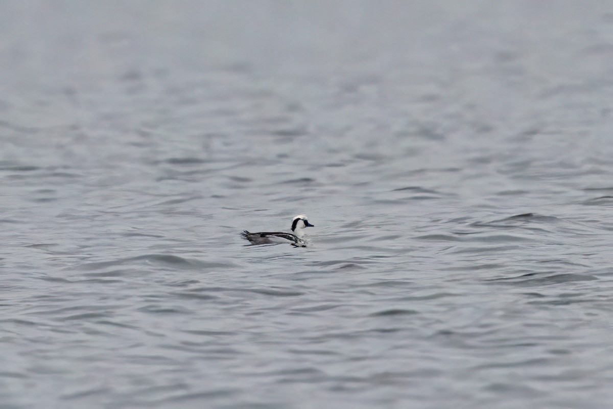 Smew - ML647045783