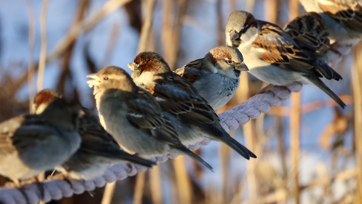 Moineau domestique - ML647045784