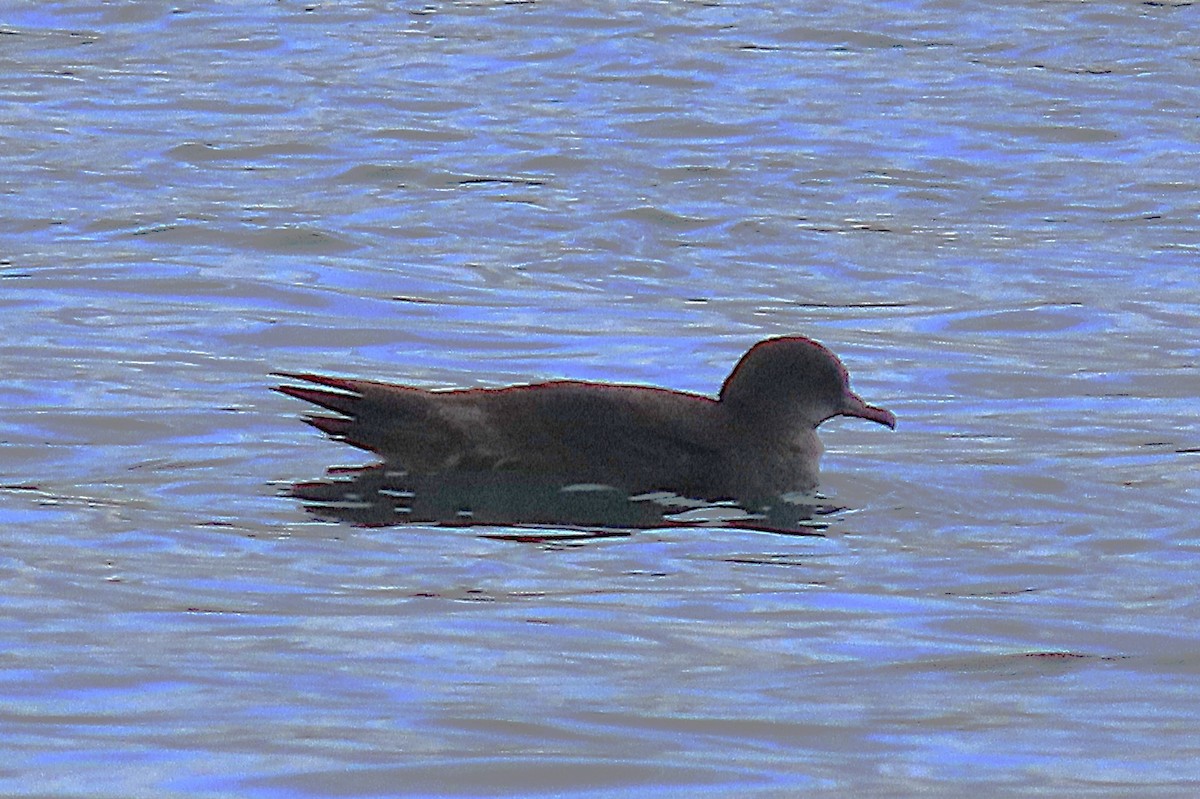 buřňák tenkozobý - ML647045785