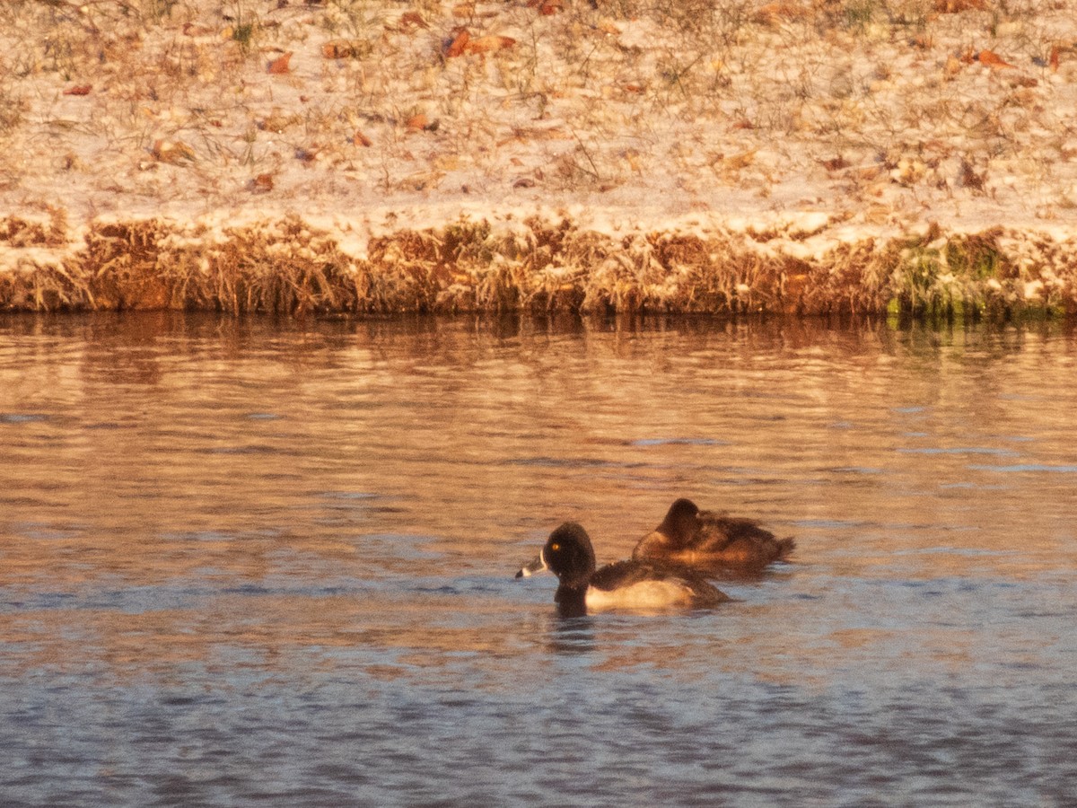 Ring-necked Duck - ML647045790