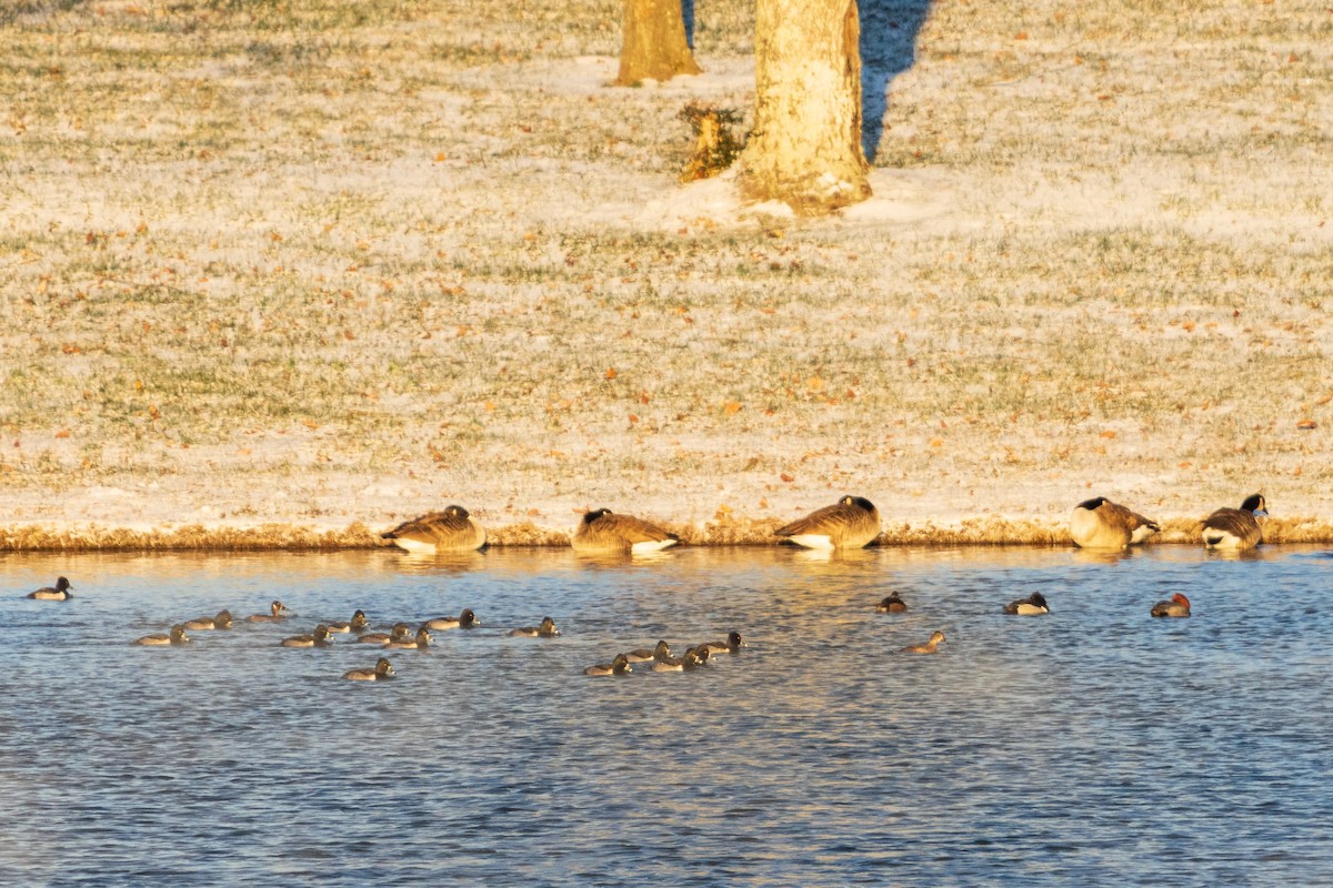 Ring-necked Duck - ML647045791