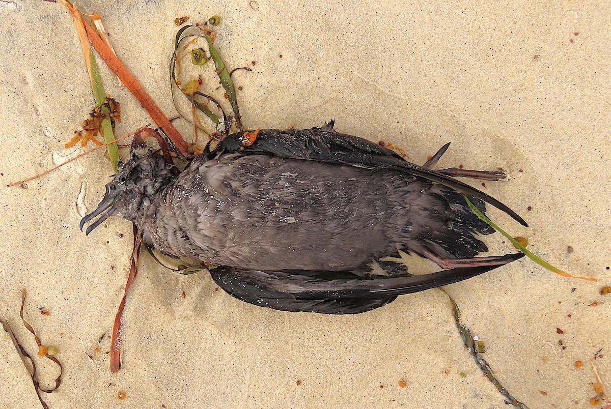 buřňák tenkozobý - ML647045794