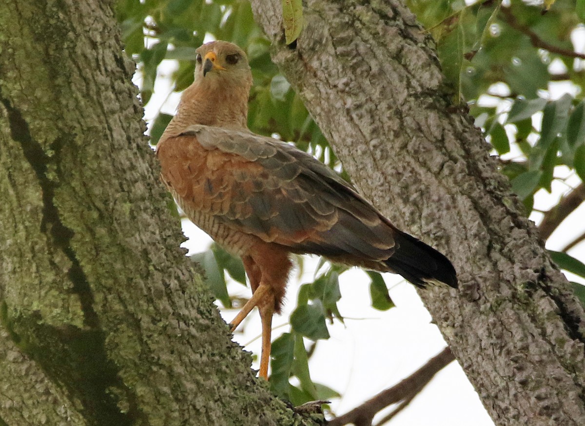 Savanna Hawk - ML647045795