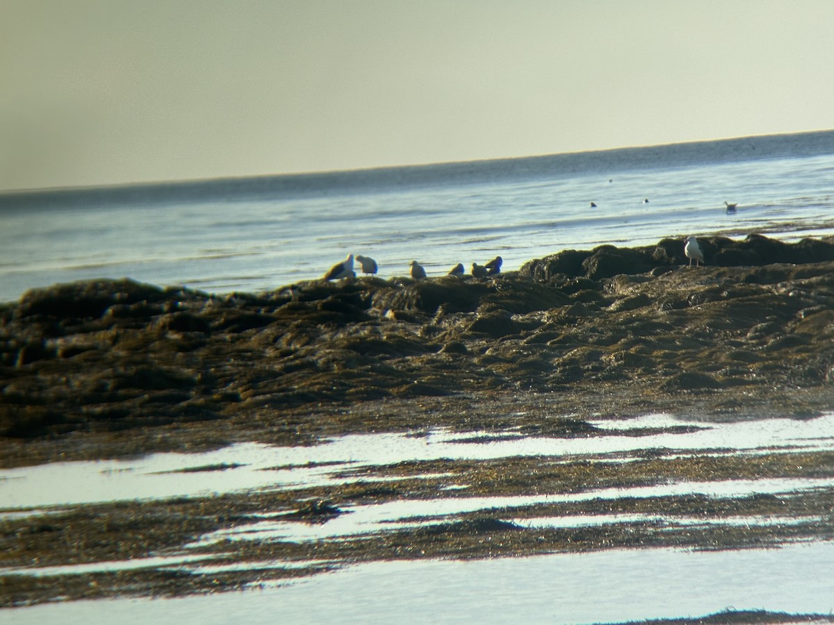 American Oystercatcher - ML647045796