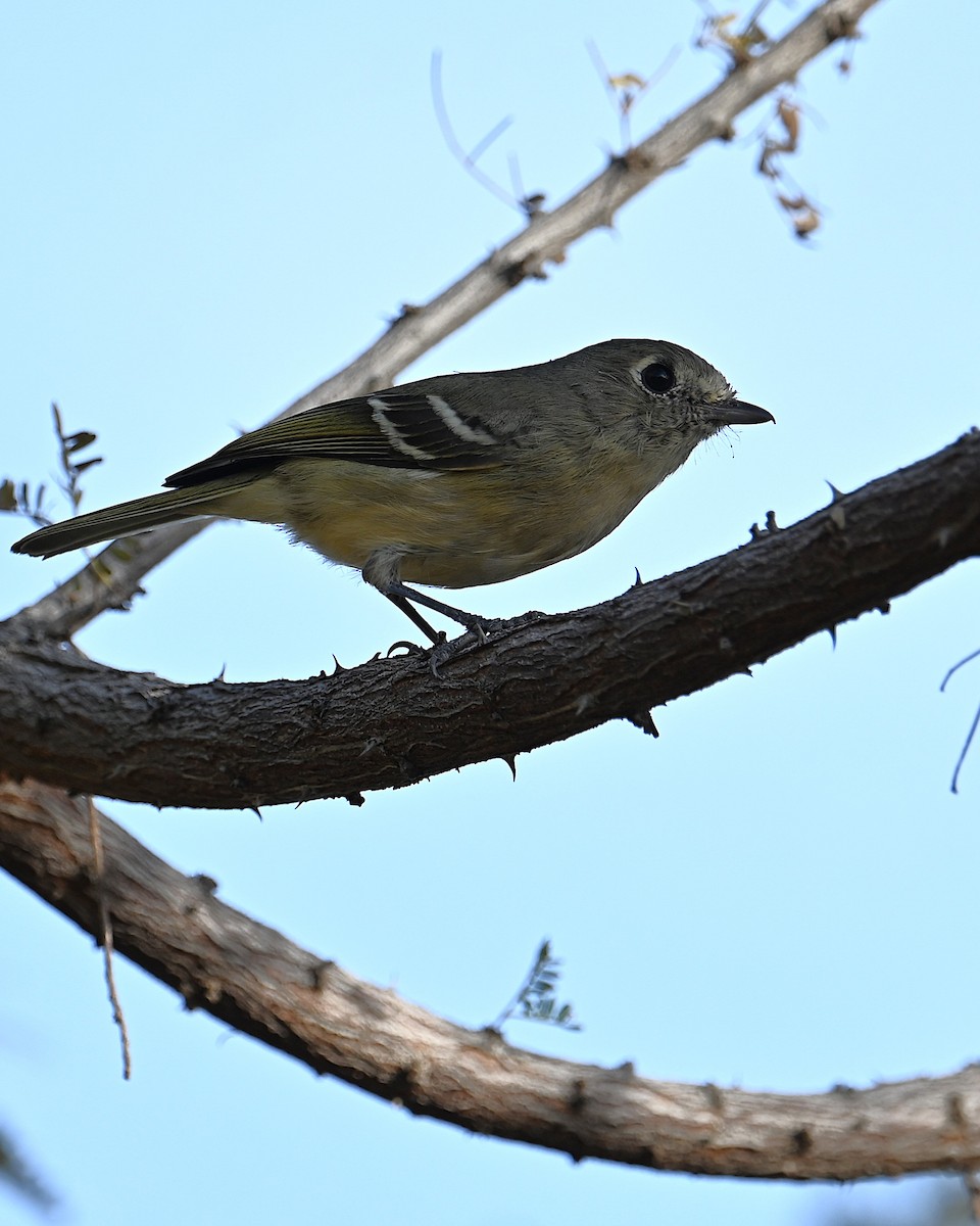 Короткоклювый виреон - ML647045797