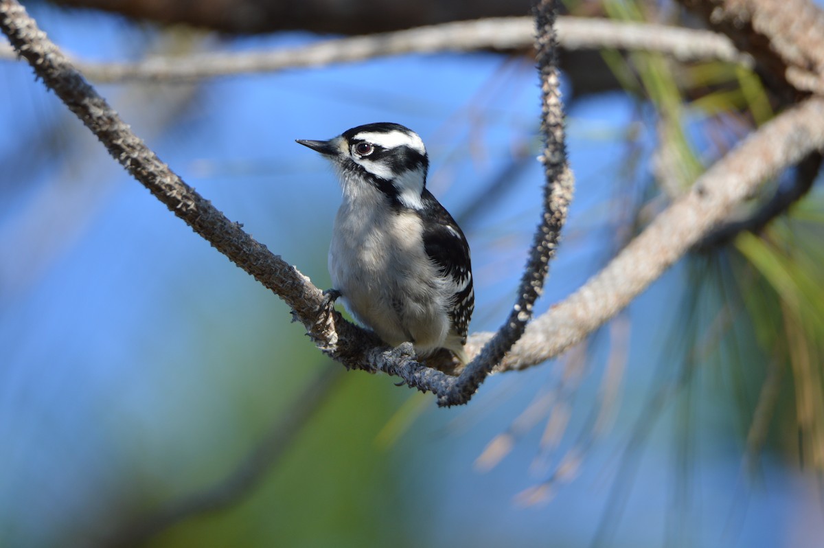 Downy Woodpecker - ML647045800