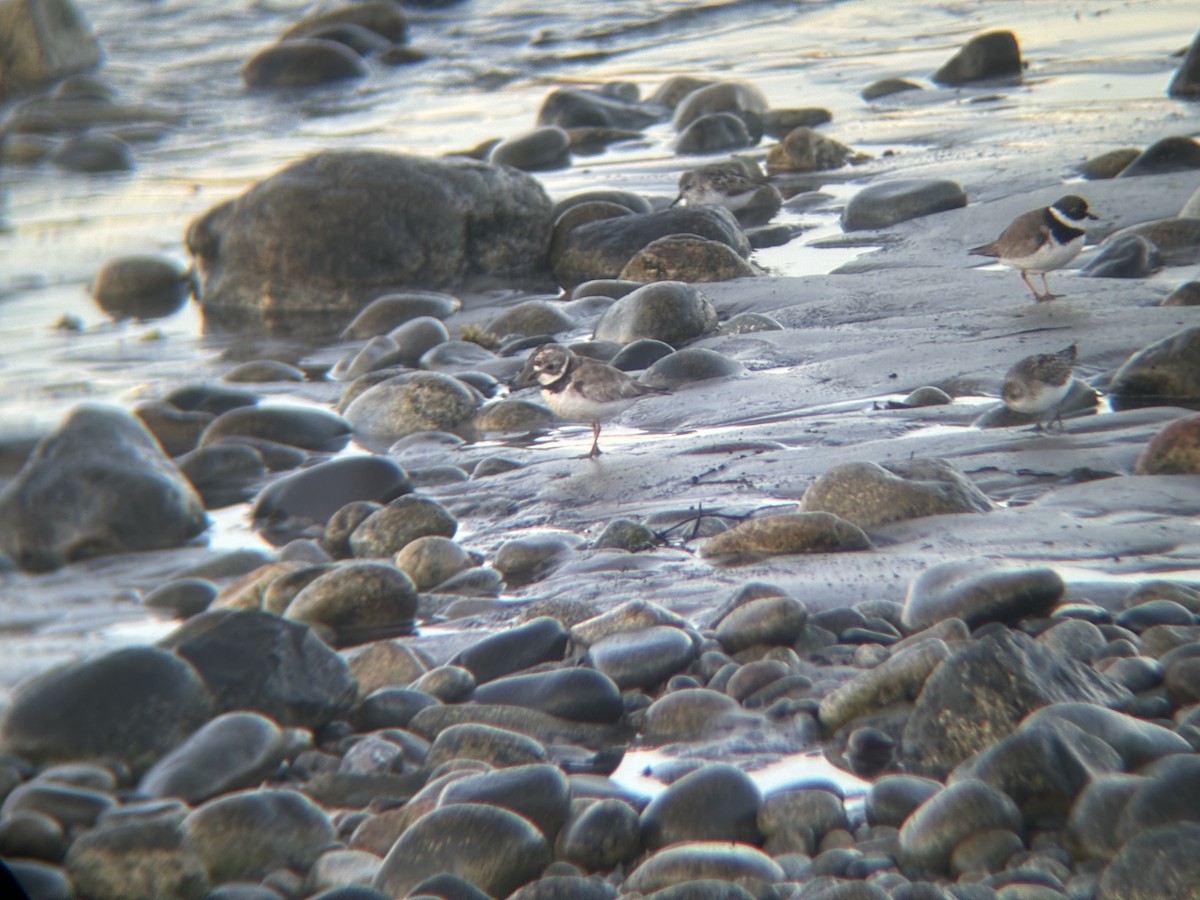 Semipalmated Plover - ML647045801