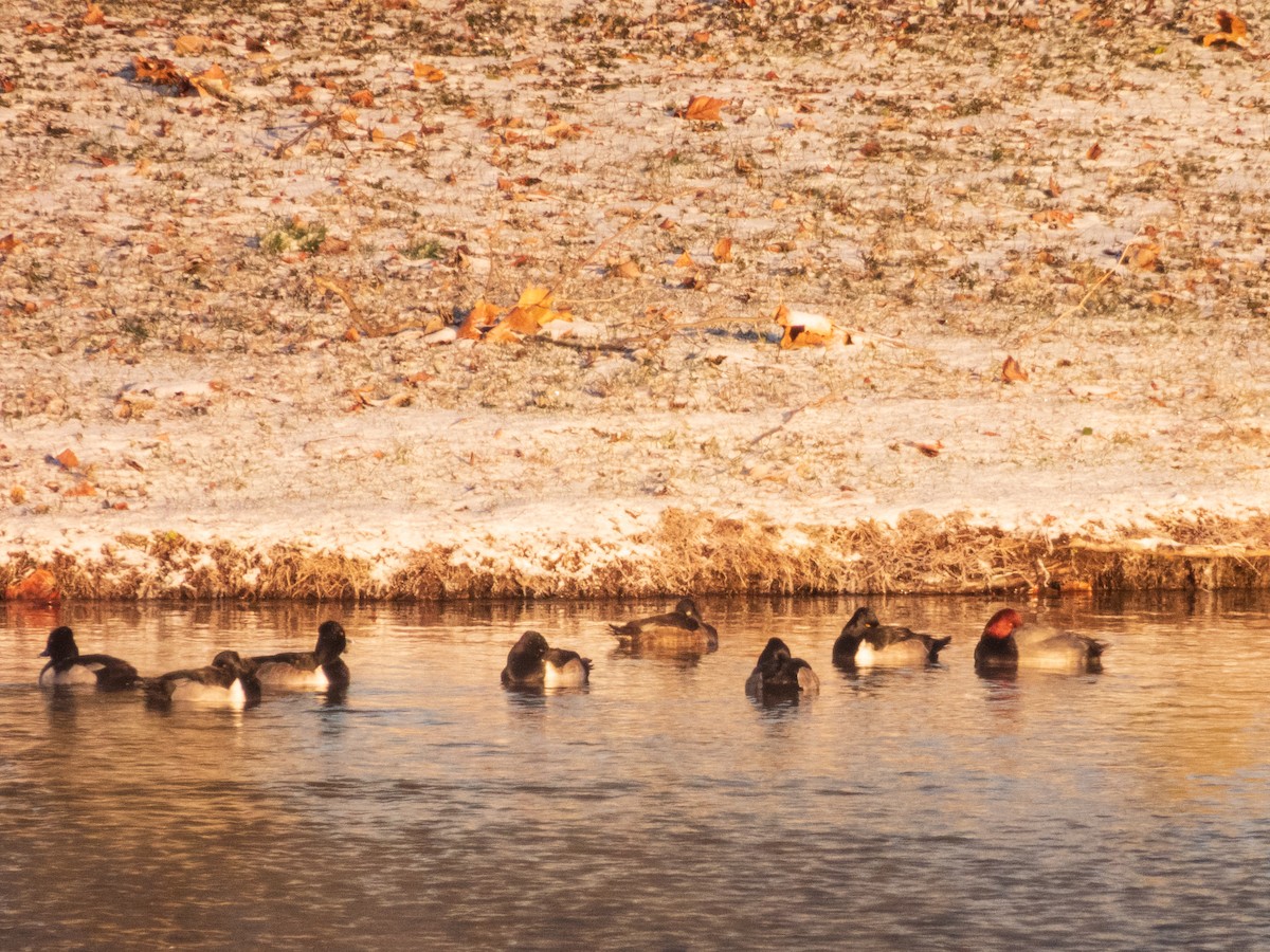 polák proužkozobý - ML647045805