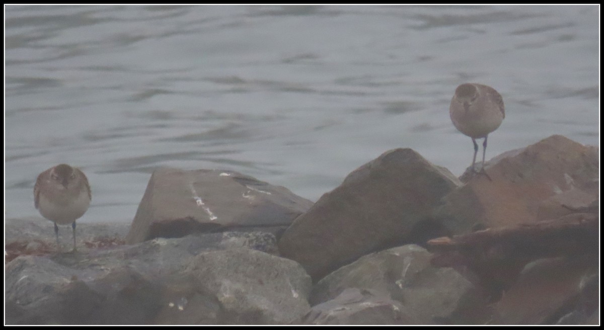 Black-bellied Plover - ML647045808