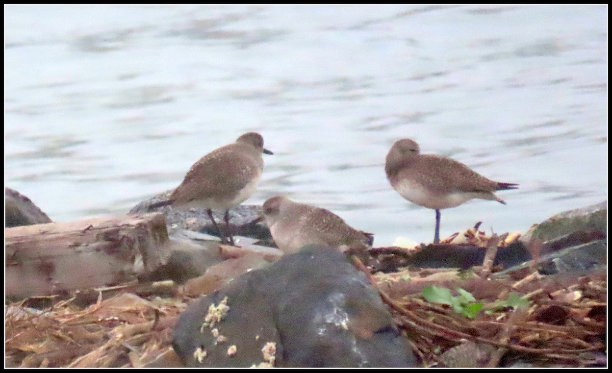 Black-bellied Plover - ML647045809