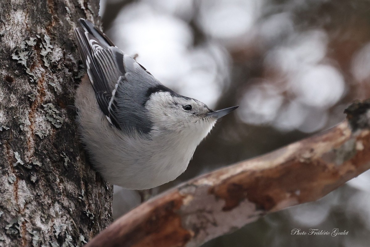 White-breasted Nuthatch - ML647045813