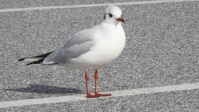 Black-headed Gull - ML647045817