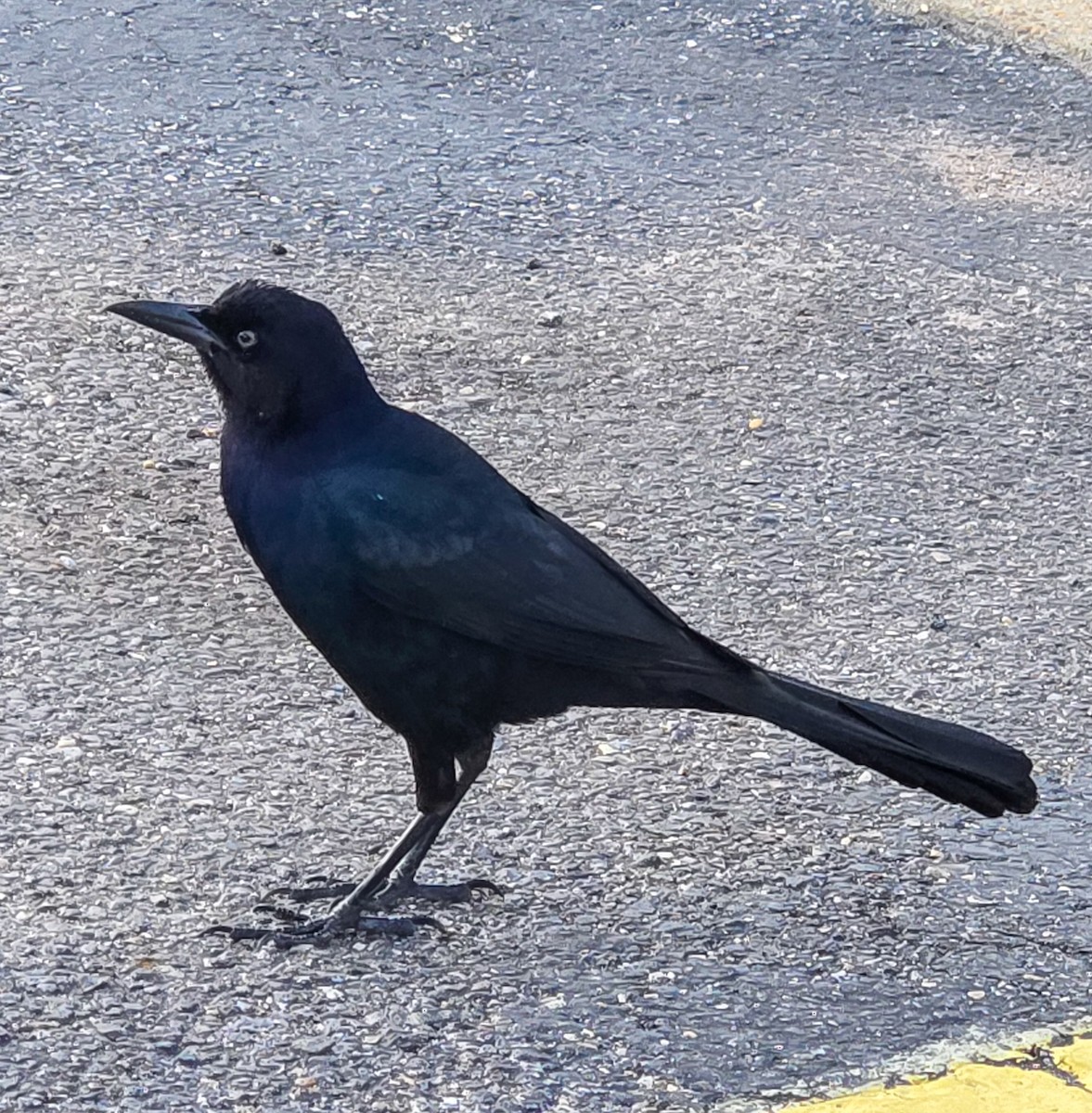 キタオナガクロムクドリモドキ - ML647045822