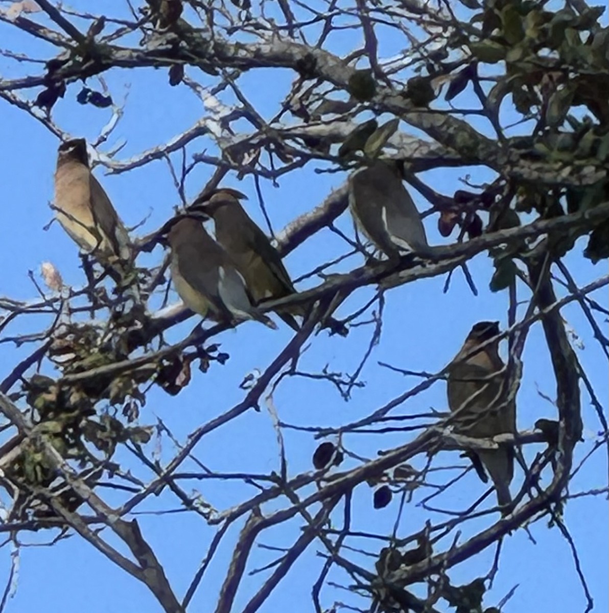 ヒメレンジャク - ML647045826