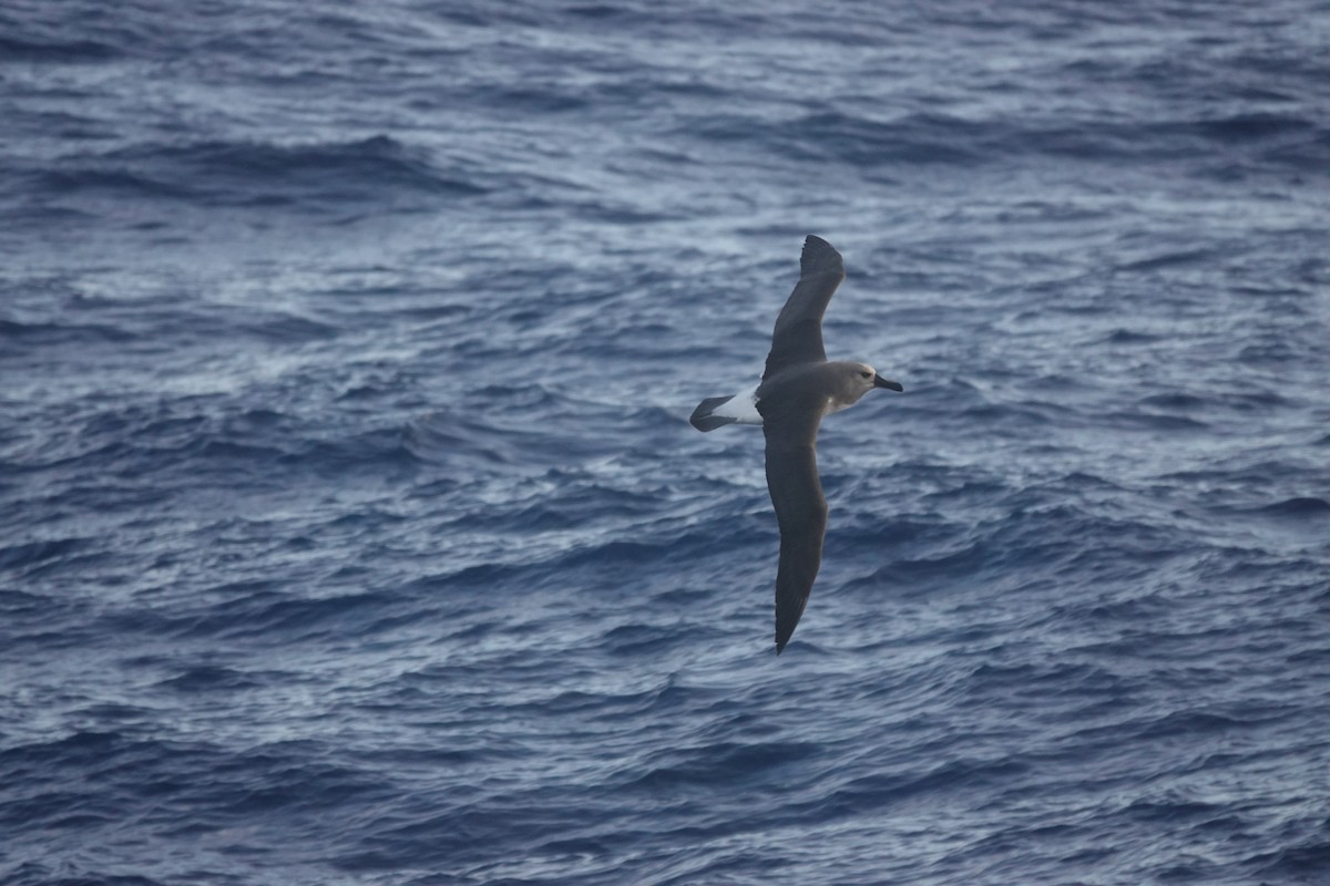 Boz Başlı Albatros - ML647045829